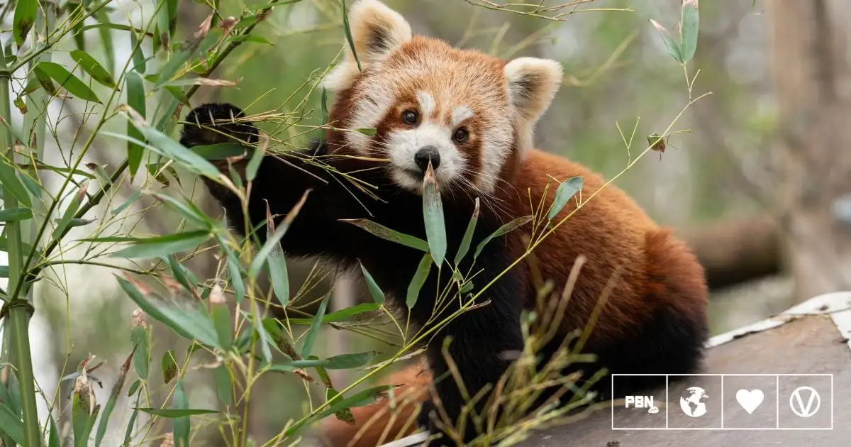 Zoo Links Baby Red Panda's Death To Fireworks