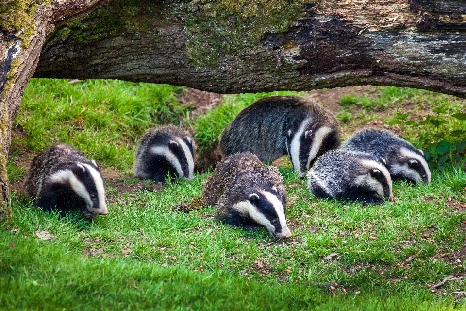 Government to end badger cull with new TB eradication strategy