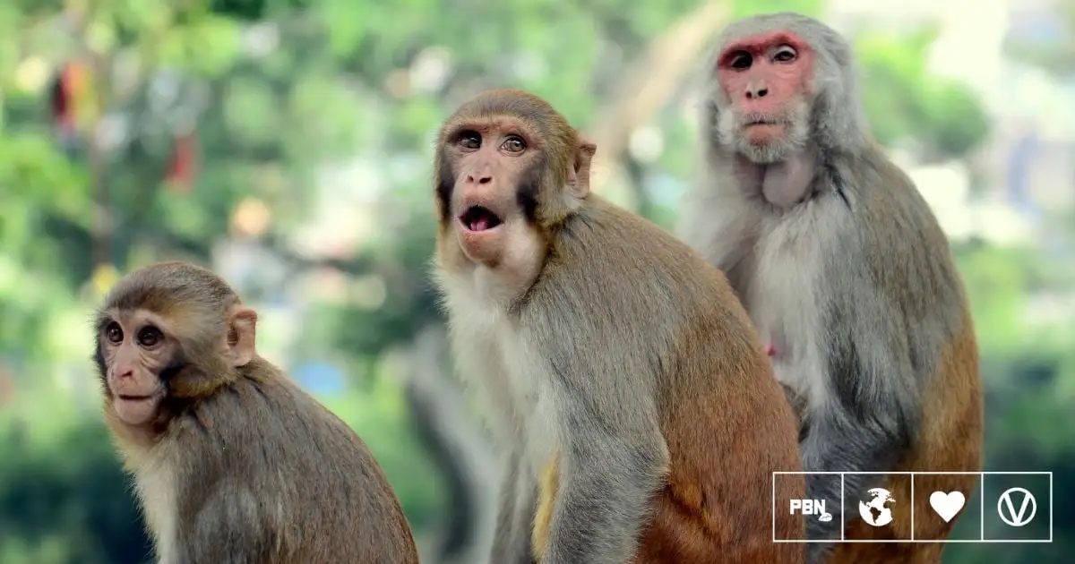 Dozens Of Monkeys Have Fled A Primate Research Facility