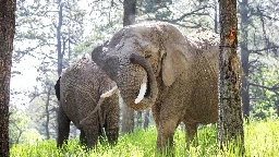 Can an elephant sue to leave a zoo? Colorado's top court must now decide