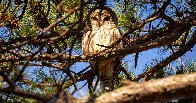 Animal Rights Groups Legally Challenge Plan to Kill American Owls to Save West Coast Owls