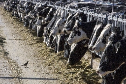 "Shocking": Bird-flu infected cattle dumped at California roadside