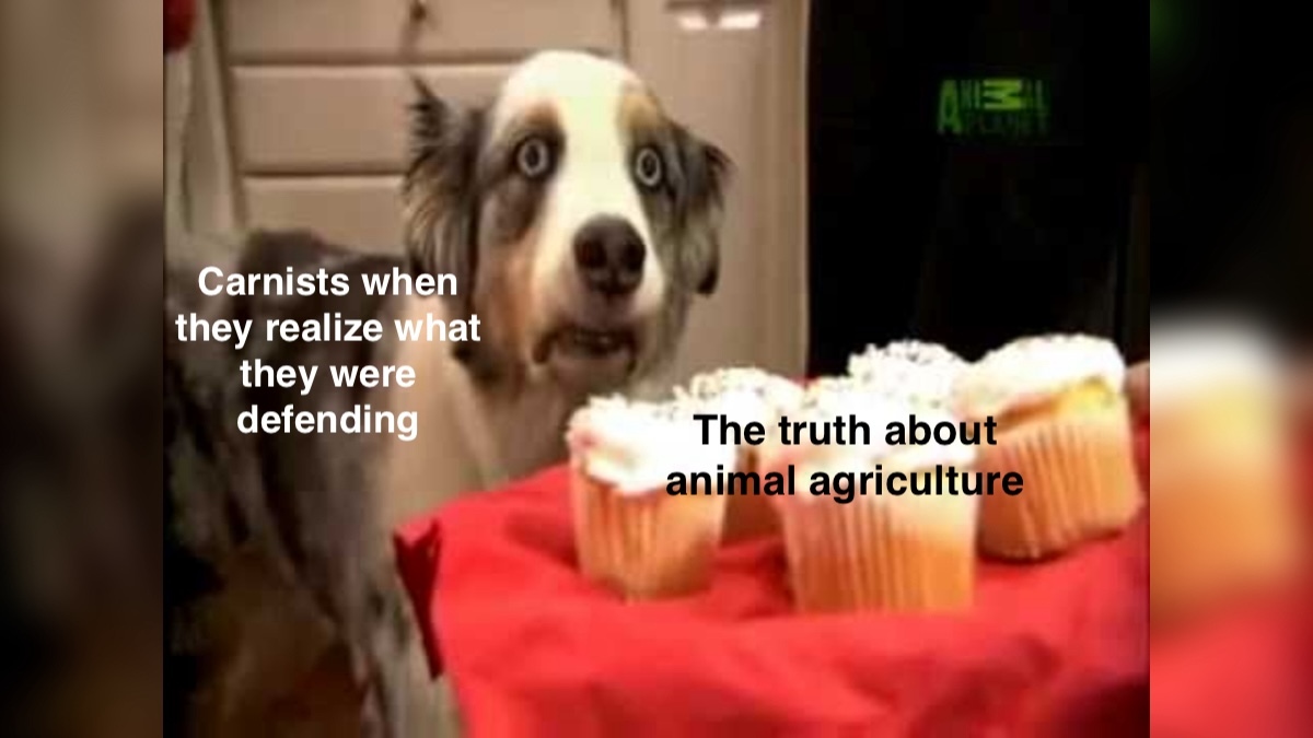 Traumatized dog meme: on dog with the thousand-yard stare "Carnists when they realize what they were defending" on cupcakes "the truth about animal agriculture"