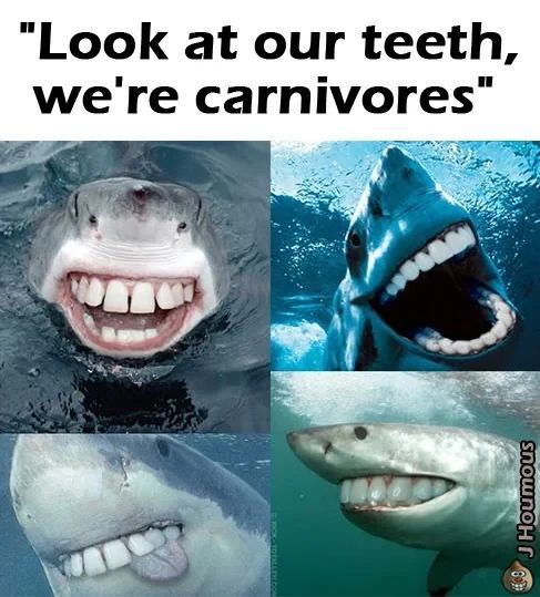 Four closeup pictures of sharks edited so sharks have human teeth. The teeth are large. One shark is also sticking their tongue out.